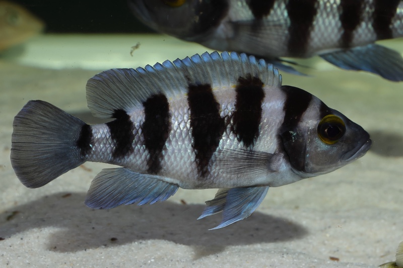 Neolamprologus sexfasciatus